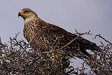  ah kartal / Aquila heliaca / Eastern imperial eagle 