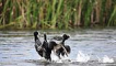 Sakarmeke/ Common coot / Fulica atra